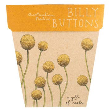 Billy Button seed greeting